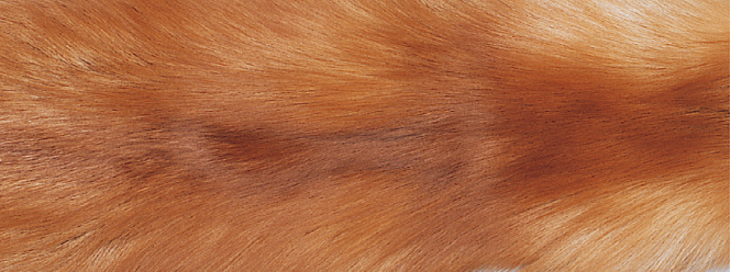 Matta av Fox | Baksidan av kashmir | 70x230 cm