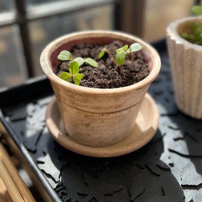 SKOBAKKE SMALL - LEAVES - Tica Copenhagen - DesignGaragen.dk