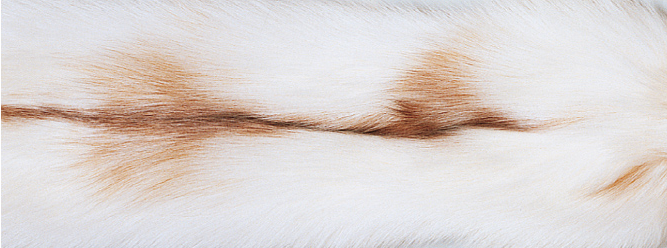 Pläd | Kashmir &amp; Fox | 130x200 cm