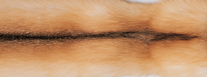 Pläd | Kashmir, räv | 130x200 cm