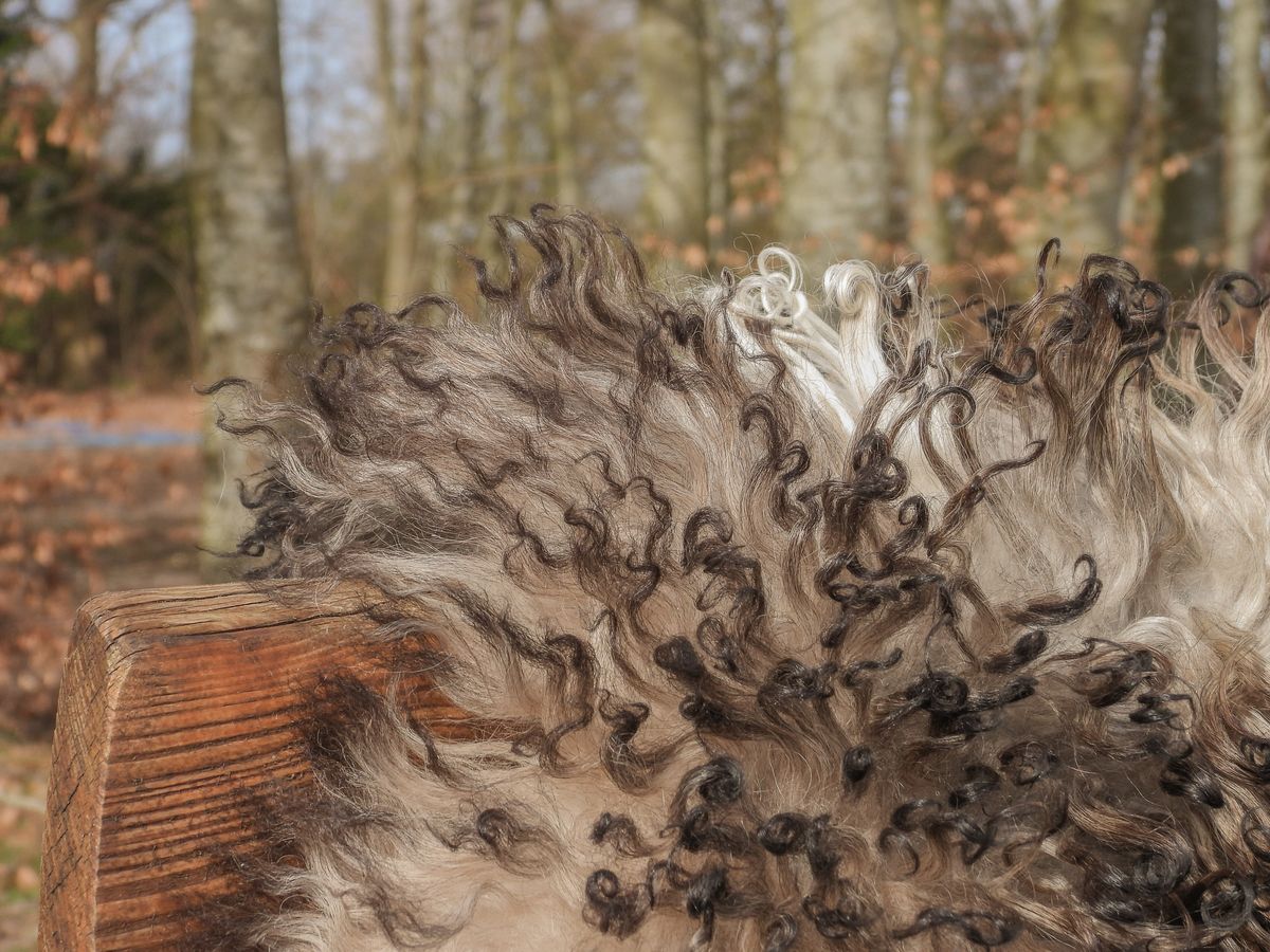 Lammskinn | Lockigt | Österrike | 90x60 cm