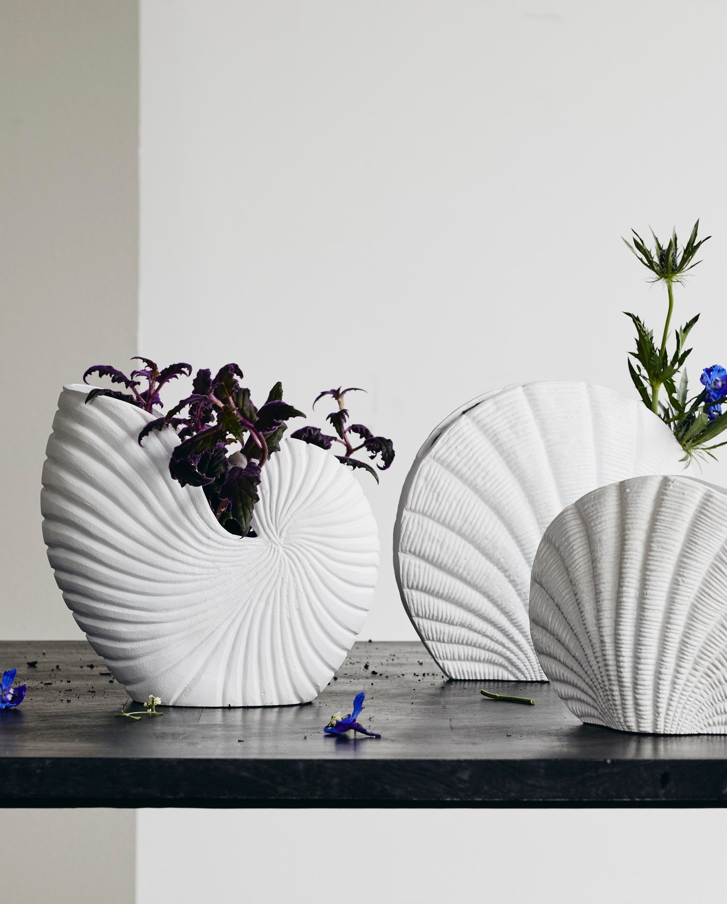 Rakitu blommor vas - conch - h25 cm - vit
