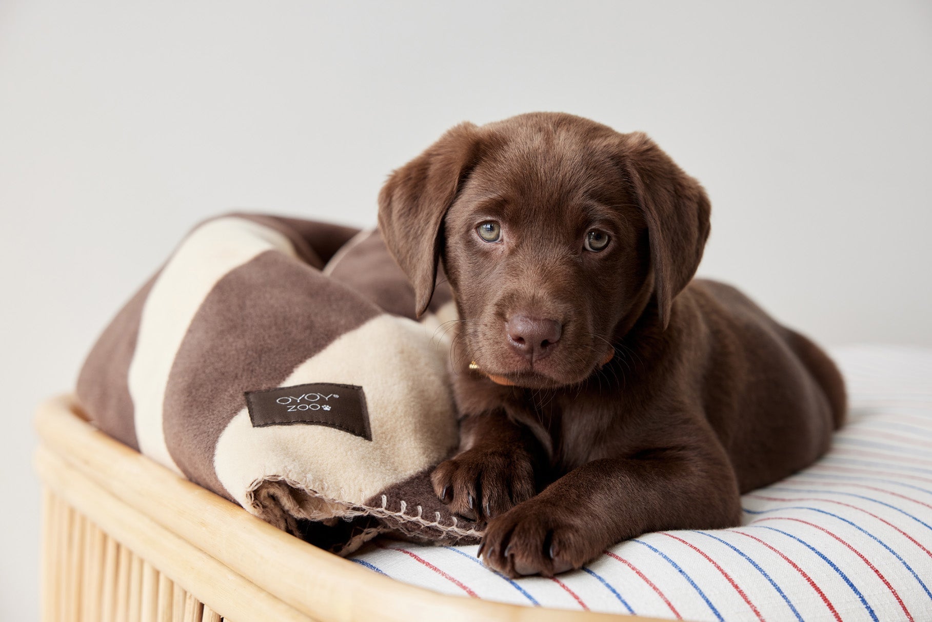 Oyoy Zoo Kaya hundfilt - stort